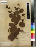 Image result for Tetracera alnifolia