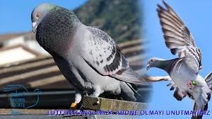 Eski Nesil Yenice Guvercinler Youtube