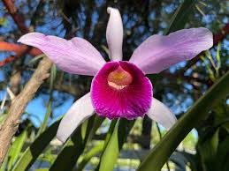 Image result for Eulophia hereroensis