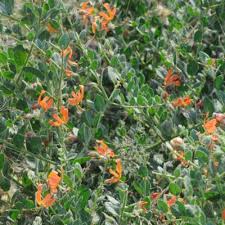 Image result for Kalaharia uncinata