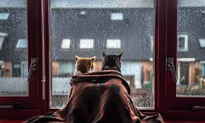 Kedi Filesi Kedi Sinekligi Nasil Yapilir Suzionline