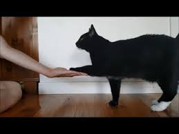 Apprendre A Son Chat A Donner La Patte Au Clicker Youtube Découvrez la recette de sablés pattes de chat au chocolat à faire en 25 minutes. apprendre a son chat a donner la patte au clicker