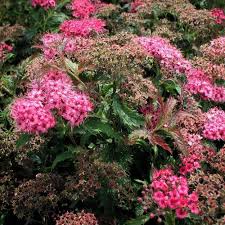 Image result for Spiraea x bumalda ´Crispa