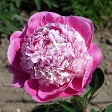 Pink Derby Pfingstrosen Garten Fotos Blumen Und Garten Pflanzen