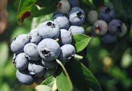 Northern Highbush Blueberry Cross Pollination Chart Fruits