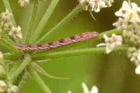 Image result for Eupithecia tripunctaria