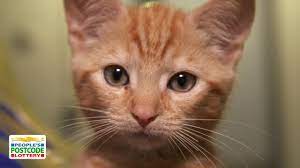 Fostering Felines People S Postcode Lottery