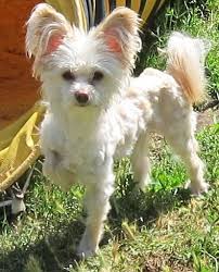 Press the bow against the dog's hair and hold it in place for a few seconds to form a secure bond. Pomeranian Puppies Short Hair Novocom Top