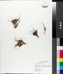 Image result for Cyperus cuspidatus