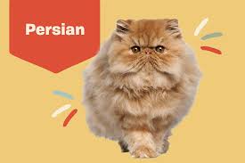 Oriental longhair cat breed and advice. Persian Cat Breed Information Characteristics Daily Paws