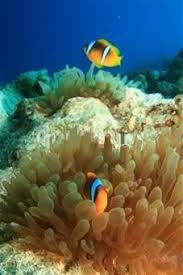 Image result for Raphidiocystis phyllocalyx