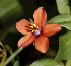 Image result for Lysimachia ruhmeriana