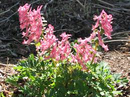 Image result for Corydalis