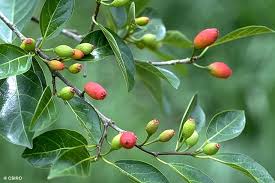 Image result for Ficus fischeri