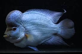 Picture Gallery Somethings Phishy Pet Fish Betta Fish Types Cichlid Aquarium