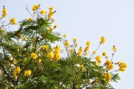 Image result for Peltophorum pterocarpum