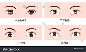 Various Eye Shapes Different Eyeball Size Stock Vector (Royalty Free)  1808430898 | Shutterstock