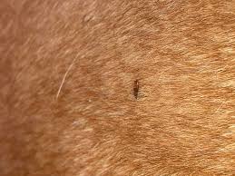 Image result for what do lice look like in dog fur
