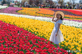 Maybe you would like to learn more about one of these? The First Sea Of Tulips In China Over 3 000 Acres And More Than 30 Million Tulips Are In Full Bloom In Yancheng Dafeng Inews