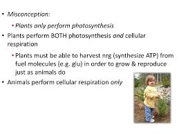 Check spelling or type a new query. Ppt Evolution Of Metabolism Cellular Respiration Powerpoint Presentation Id 2427091