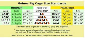 Cage Size Requirements Wiki Guinea Pigs