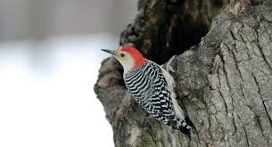They eat flying insects they catch in. Red Bellied Woodpecker Audubon Field Guide