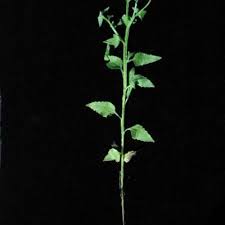 Image result for Calostephane divaricata