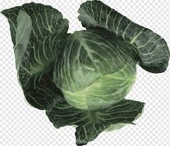 Brüksel lahanası ya da diğer adıyla frenk lahanası (brassica oleracea gemmifera), turpgillerdendir ve küçük yumru şeklinde ve kalınca kat kat yaprakları olan bir sebze türüdür. Collard Yesillikleri Yaprak Sebze Lahana Gida Bruksel Lahanasi Lahana Yaprak Sebze Gida Yaprak Png Pngwing