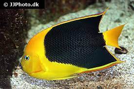 It is found in the western atlantic ocean. Holacanthus Tricolor Rock Beauty