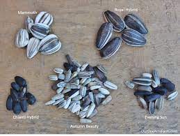 Guide To Growing Sunflowers Growing Sunflowers Planting Sunflowers Harvesting Sunflower Seeds