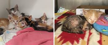 We are here to help you find a lovable kitten to bring joy and love to your family. American Pets Alive What To Do When You Find Kittens And The Shelter Is Closed