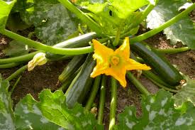This cups to grams converter easily switches american cup measurements into grams for you, so you can get stuck into baking straight away. Zucchini Cobbler Recipe Plus 25 More Ways To Use Courgettes Delishably
