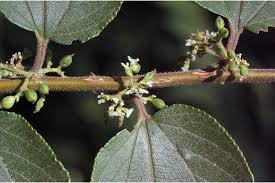 Image result for Trema sp A