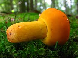 Image result for Russula flavida