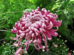 Chrysanthemum Brookside Gardens Img 1710 Chrysanthemum Crysanthemum Flower Rare Flowers