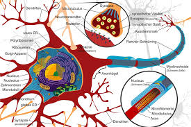 The latest tweets from @nervenzellen Nervenzelle Anatomie Funktion Beschwerden Krank De