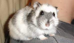 The reason for this is to. Everything About The Winter White Hamster And More