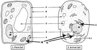 Maybe you would like to learn more about one of these? Cell Structure Plant And Animal Cell Diagrams Diagram Quizlet