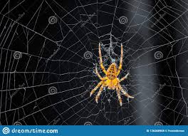Orange Spider In The Middle Of The Web Stock Photo Image