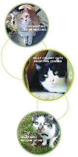 The colony cats adoption center is a completely different experience in 'sheltering' homeless companion cats. Colony Cats Dogs Contact Us