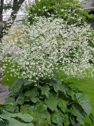 Image result for Crambe hispanica