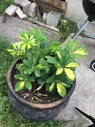 Nos coups de coeur sur les routes de france. My Gold Capella Schefflera This One Is My Absolute Favorite It Died In The Wonder During A Hard Freeze And It S Come Back Just Beautifully Especially Love The Yellow Houseplants