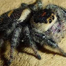 Bobcat wild cats, feline, bobcat. Tucsons Exotic Pet Shop Home Facebook