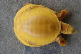 نيبال موطن الظهور الأول للسلحفاة الذهبية النادرة الأولى من نوعها Global Voices الأصوات العالمية