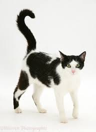 Black And White Cat White Cats Black Cat Breeds Cow Cat