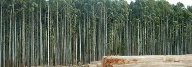 In the past, people in the village make their living from tapping and farming. Large Scale Monoculture Tree Plantations Wrm In English