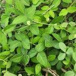 Image result for Macrotyloma densiflorum