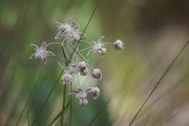 Image result for Asclepias schumanniana