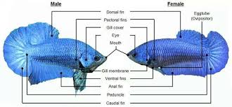 Pin By Betta Fish Center On Betta Fish Behavior Betta Fish Types Betta Fish Care Betta Fish Tank