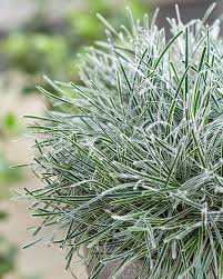 Image result for Ficinia